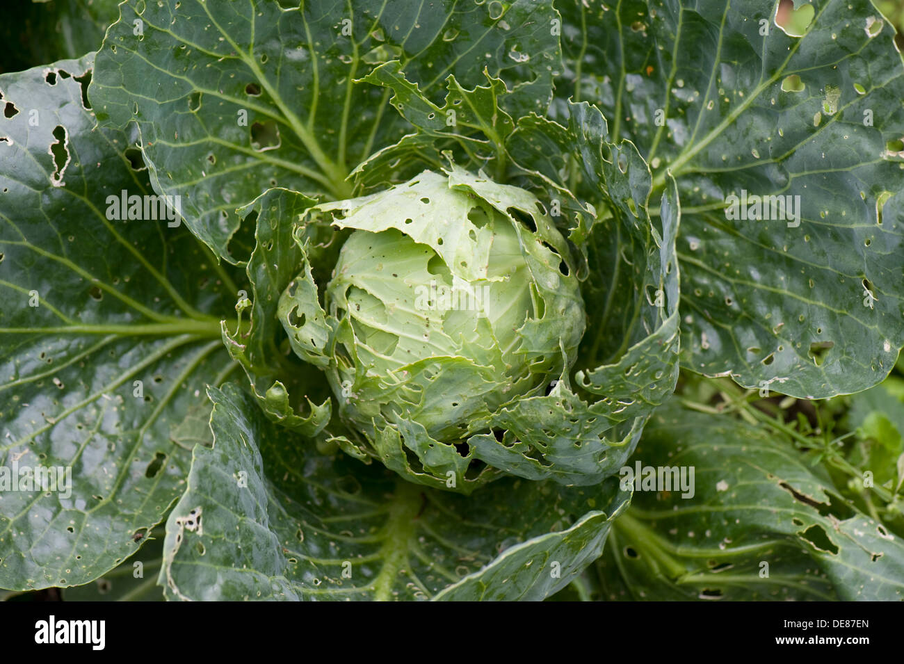 Kohl weißen Schmetterling, Pieris Brassicae & Rapae, verlässt Raupe Schäden an Kohl Anlage runden Stockfoto