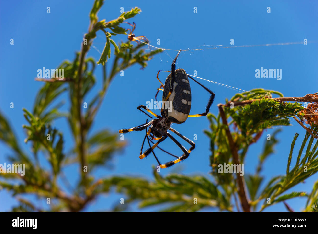 Golden Orb Weaver Spider in das Web in einem Baum mit einem jungen baby Stockfoto