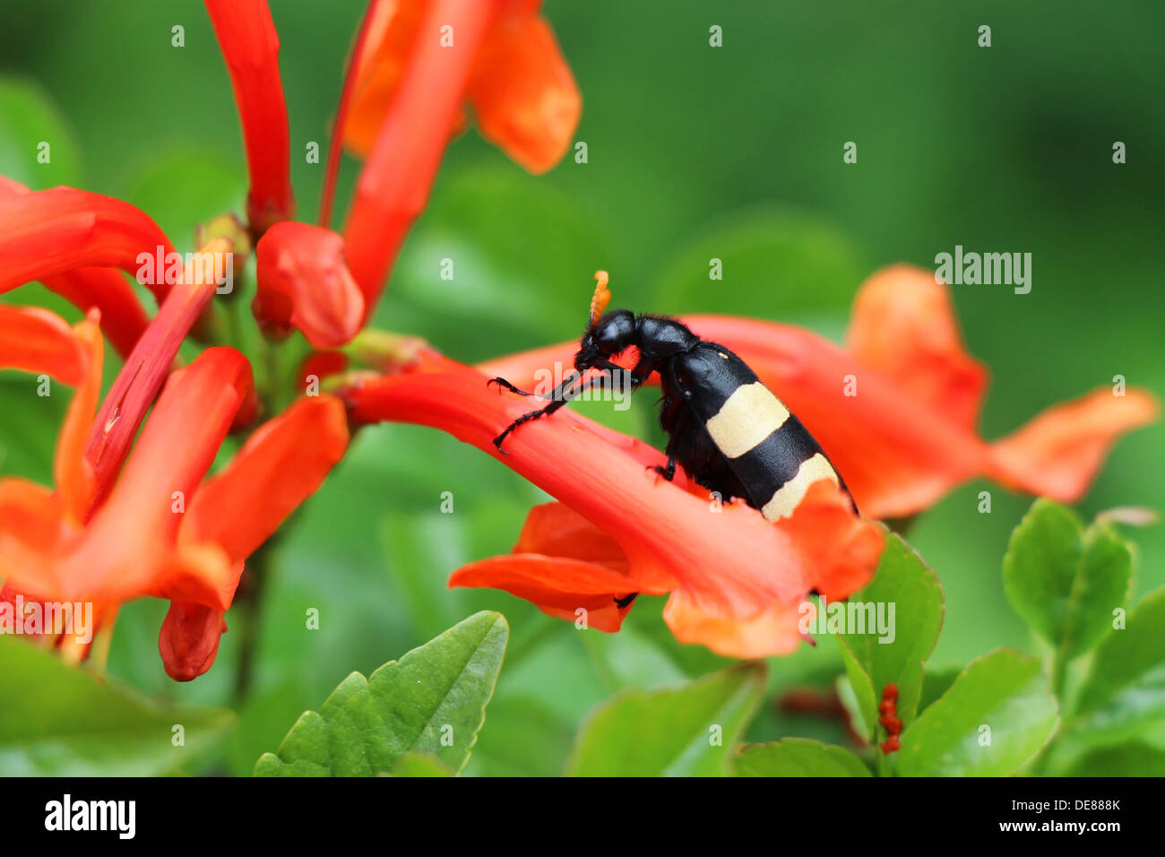 Schwarz Blister Beetle auf eine rote Blume Stockfoto