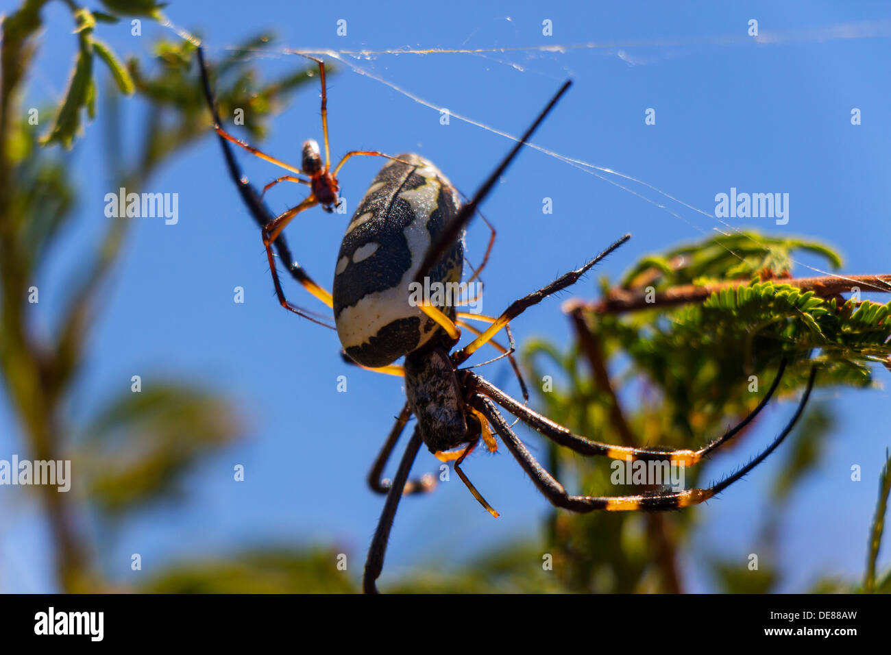 Golden Orb Weaver Spider in das Web in einem Baum mit einem jungen baby Stockfoto