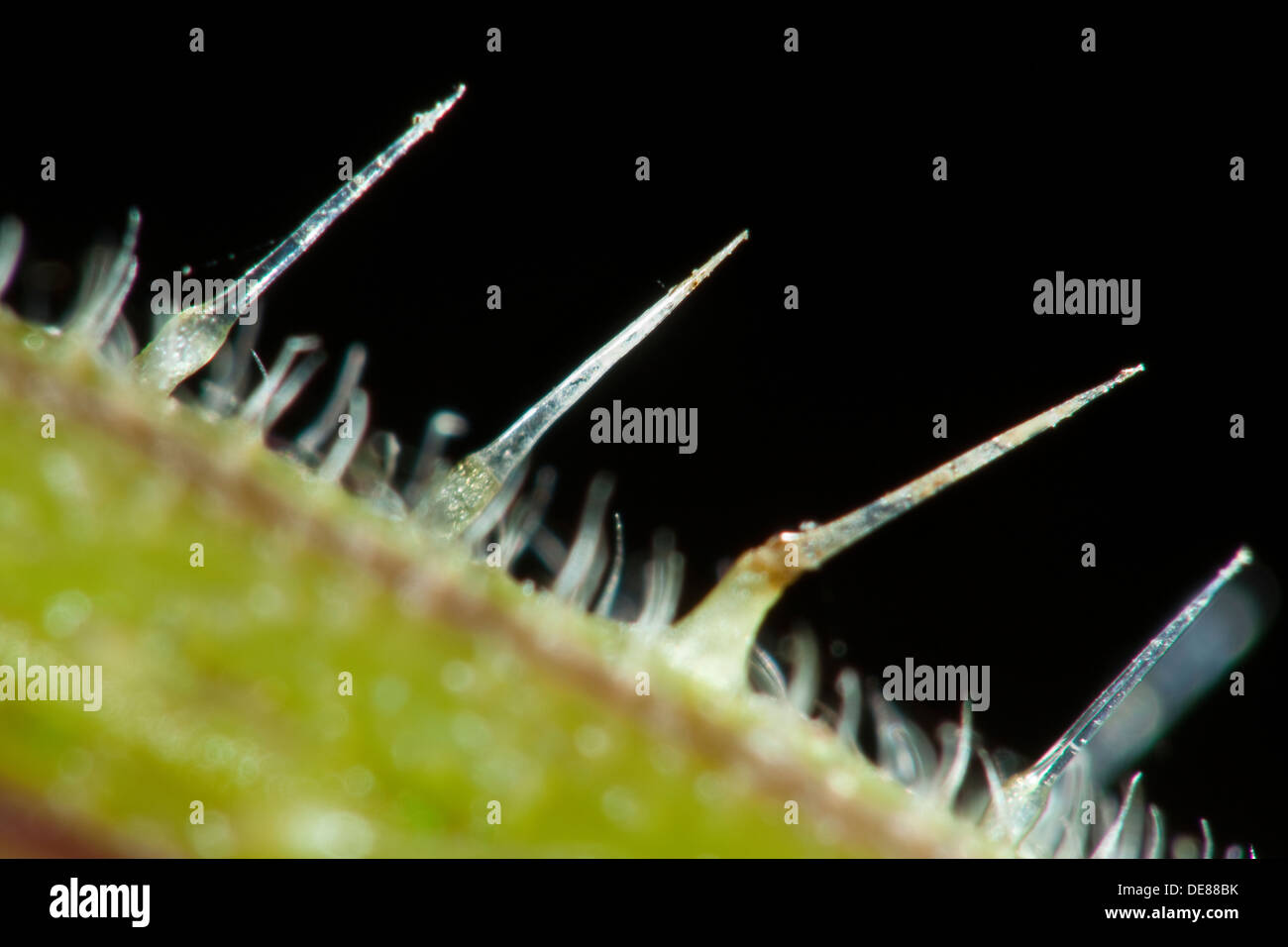 Brennnessel, stechende Nessel, Brennnesselpflanzen Haare, Trichome, Brennhaar, Brennhaare, Große Brennnessel, hiesiges, Urtica Dioica Stockfoto