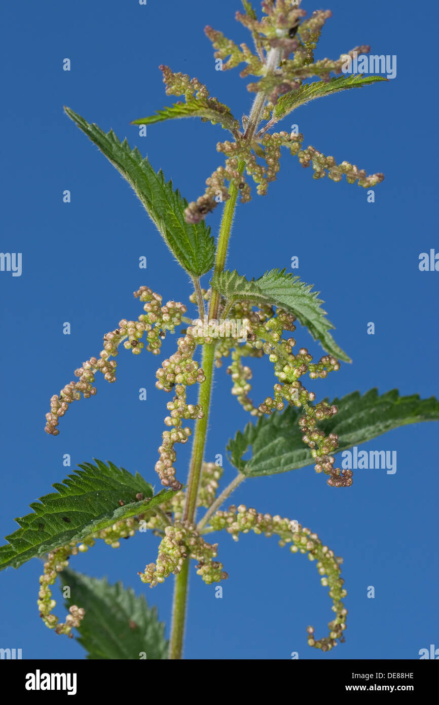 Stechende Nessel, Große Brennnessel, hiesiges, Urtica dioica Stockfoto