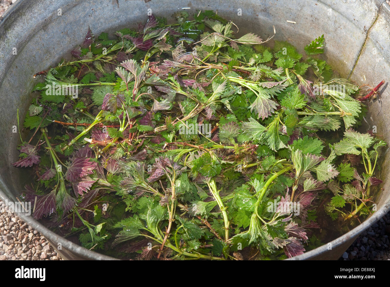 Brennessel, biologische Biopest Kontrolle, organischer Dünger, Brennnessel-Jauche, Brennnessel, Düngung, Dünger, Urtica Dioica Stockfoto