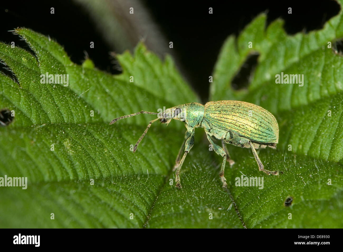 Brennnessel Blatt Rüsselkäfer, Brennesselblattrüssler, Brennnesselblatt-Rüssler, Grünrüssler, Phyllobius Pomaceus, Metaphyllobius pomaceus Stockfoto