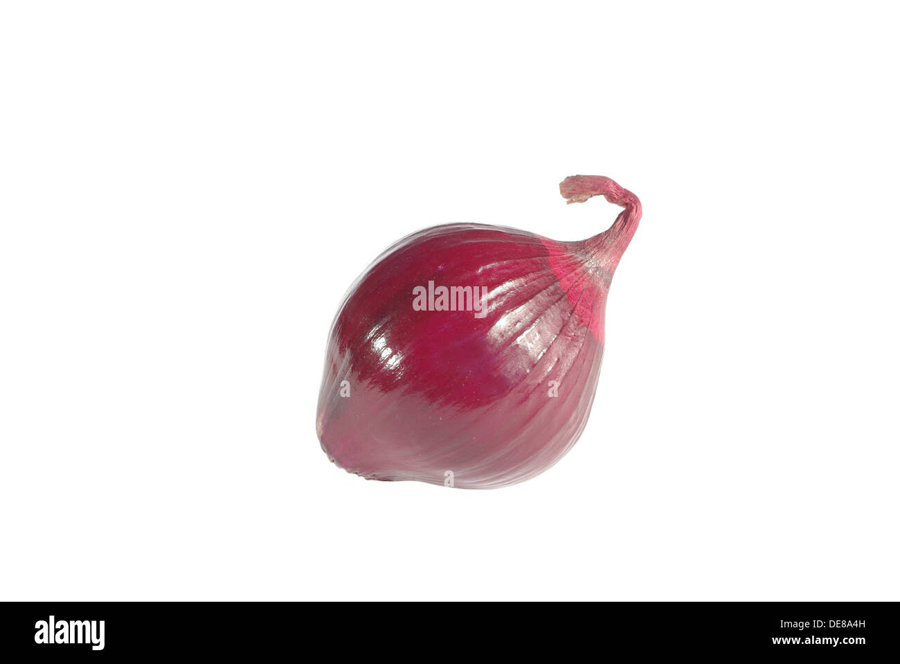 rote Zwiebel auf weißem Hintergrund Stockfoto