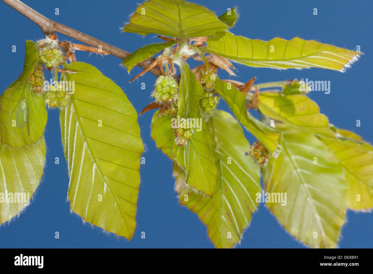 Rotbuche, Buche, Blüte, Blüte, Blüte, Fayard, Rot-Buche, Rotbuche, Buche, Blüte, Blüten, Fagus Sylvatica Stockfoto