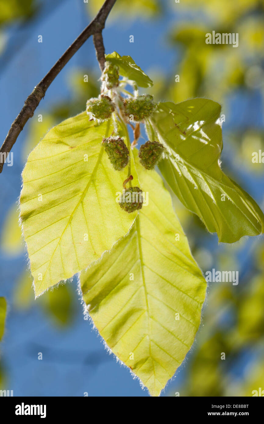 Rotbuche, Buche, Blüte, Blüte, Blüte, Fayard, Rot-Buche, Rotbuche, Buche, Blüte, Blüten, Fagus Sylvatica Stockfoto