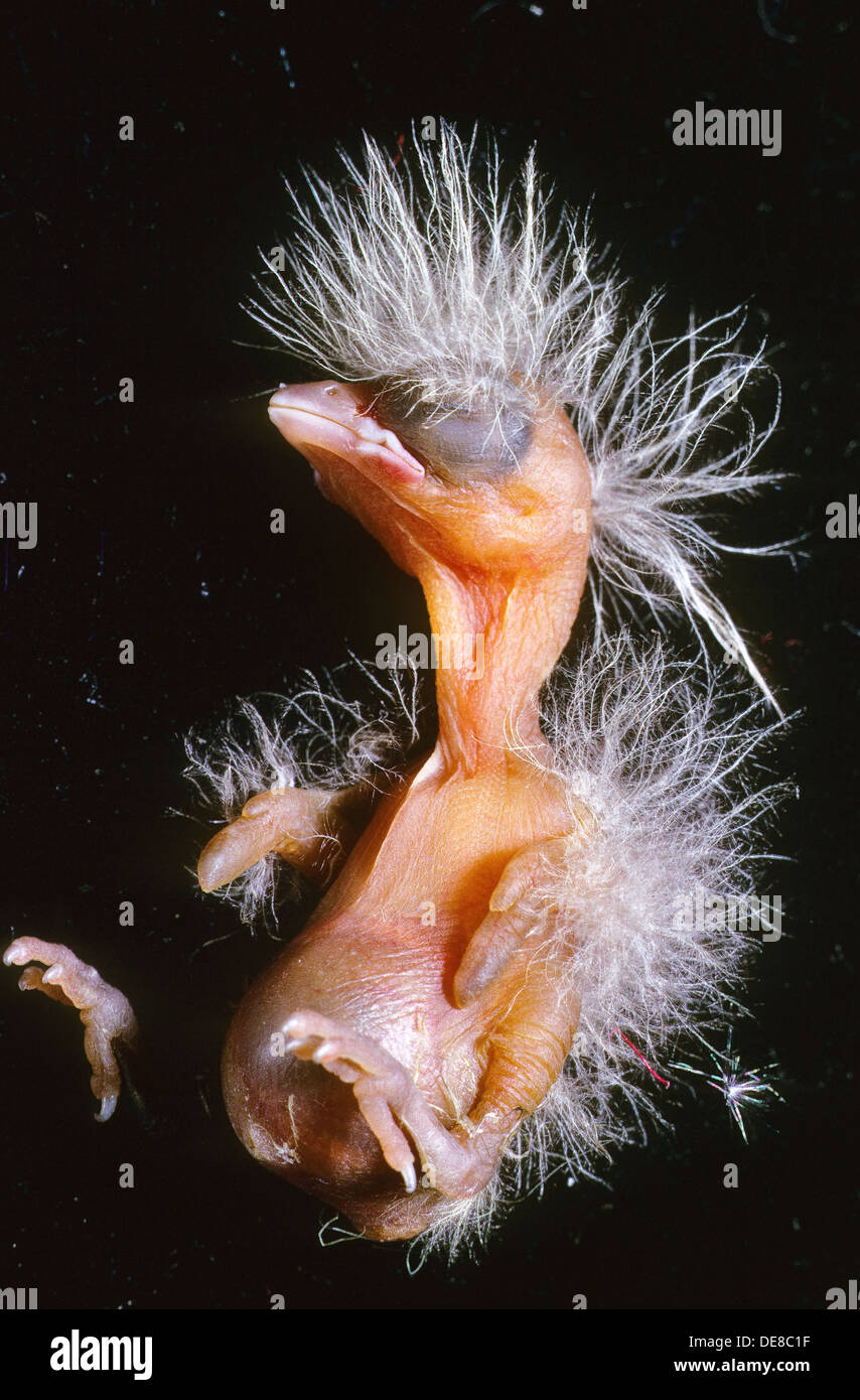 Buchfink, Buchfink, Buch-Fink, Fringilla Coelebs, Pinson des Arbres, Küken, Küken, junge, Poult Stockfoto