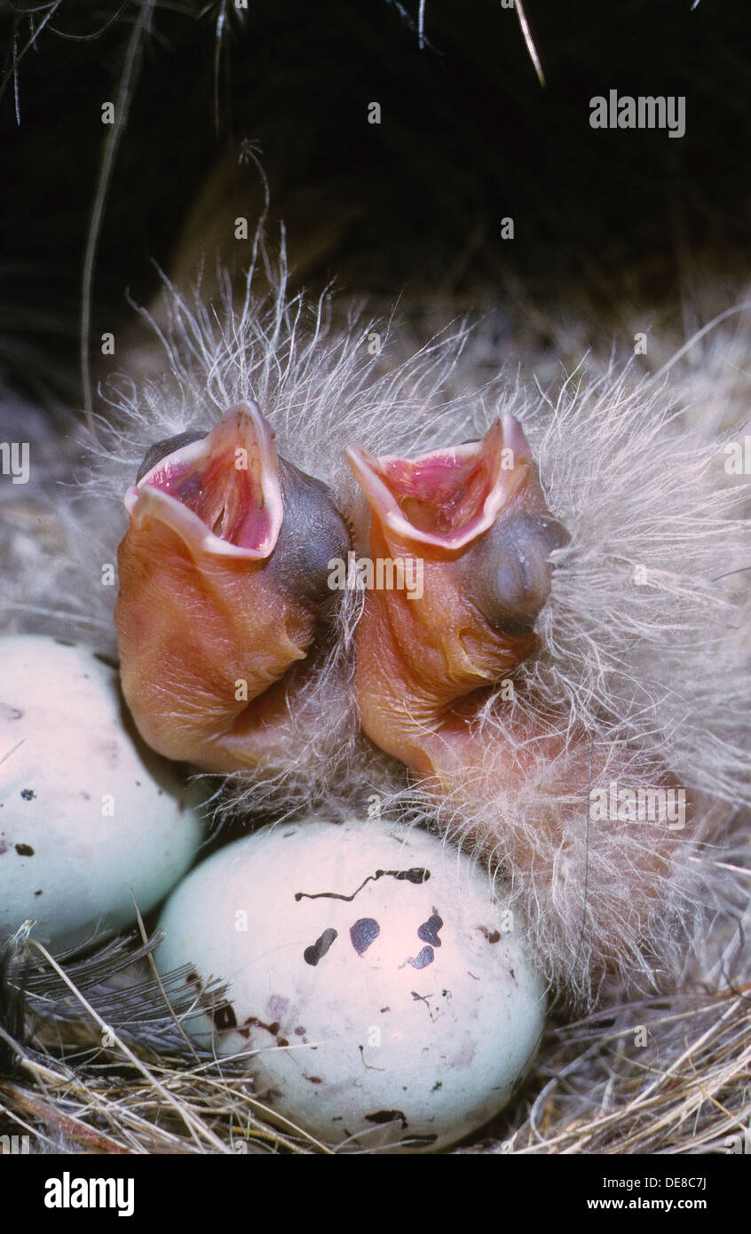 Buchfink, Buchfink, Buch-Fink, Fringilla Coelebs, Pinson des Arbres, Küken, Küken, Küken, Poult, Schlupf, Schlüpft aus Ei Stockfoto
