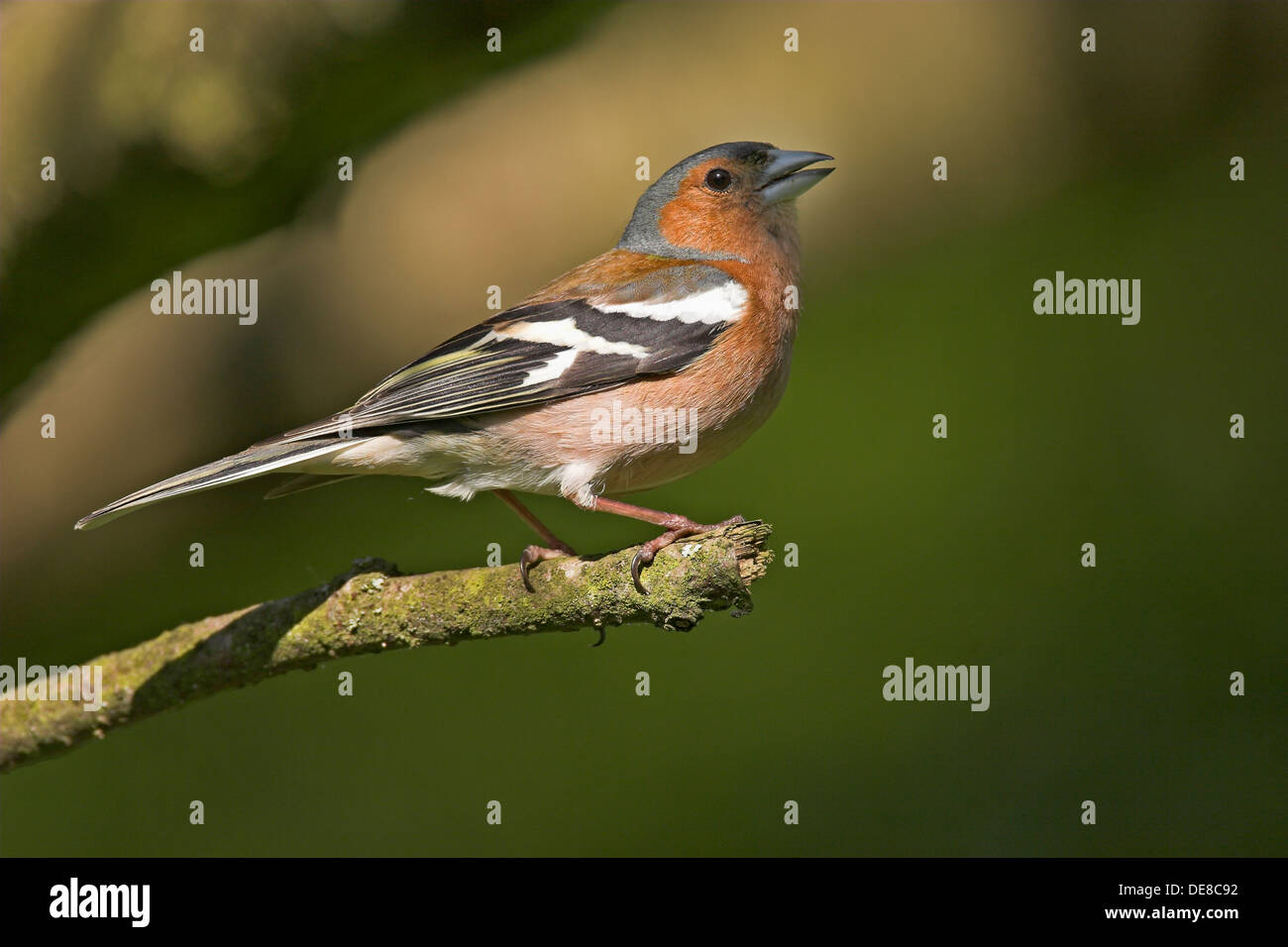 Buchfink, Männlich, Buchfink, Buch-Fink, Singendes Männchen, Fringilla Coelebs Stockfoto