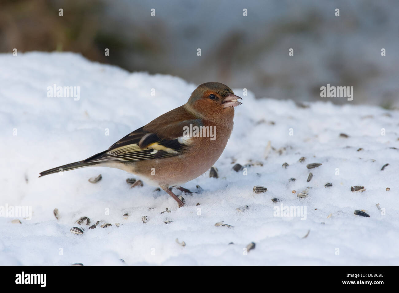 Buchfink, Männlich, Buchfink, Buch-Fink, Männchen, Fringilla Coelebs, Winter, Schnee, Schnee, Fütterung der Vögel, Winterfütterung Stockfoto