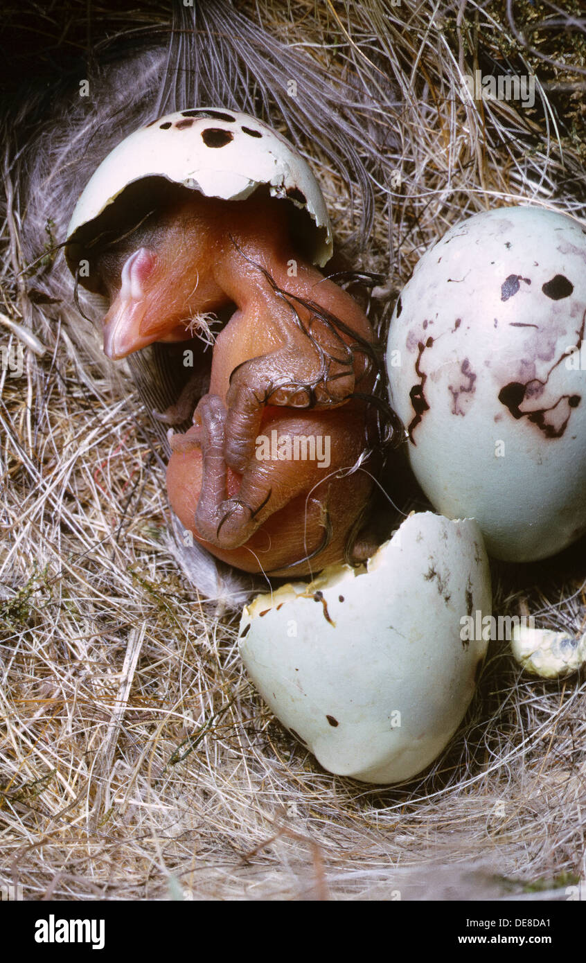 Buchfink, Buchfink, Buch-Fink, Fringilla Coelebs, Pinson des Arbres, Küken, Küken, Küken, Poult, Schlupf, Schlüpft aus Ei Stockfoto