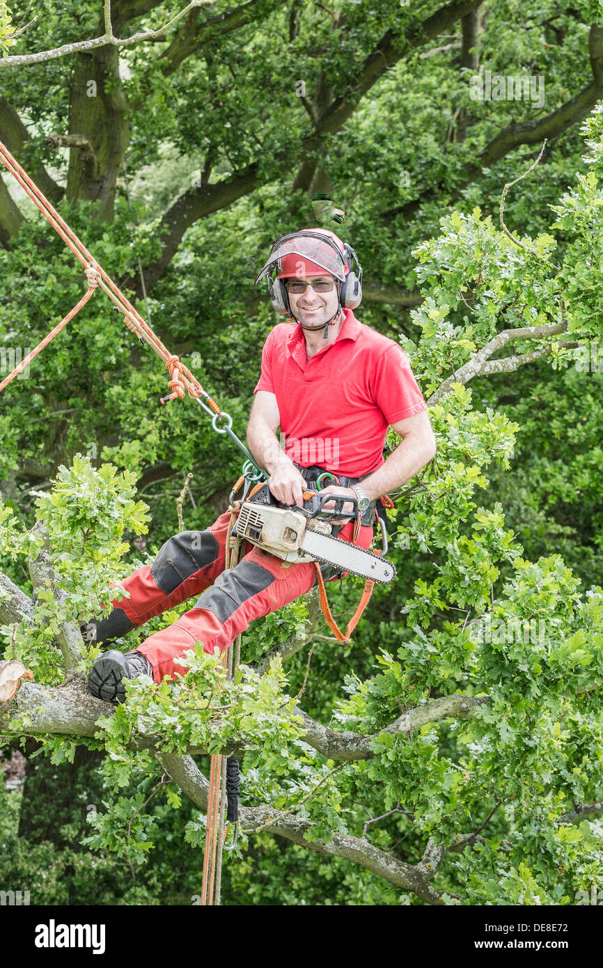 Baumpfleger bereitet sich auf hohe Eiche Zweige mit einer Kettensäge während mit Kletterseilen geschnitten. Stockfoto