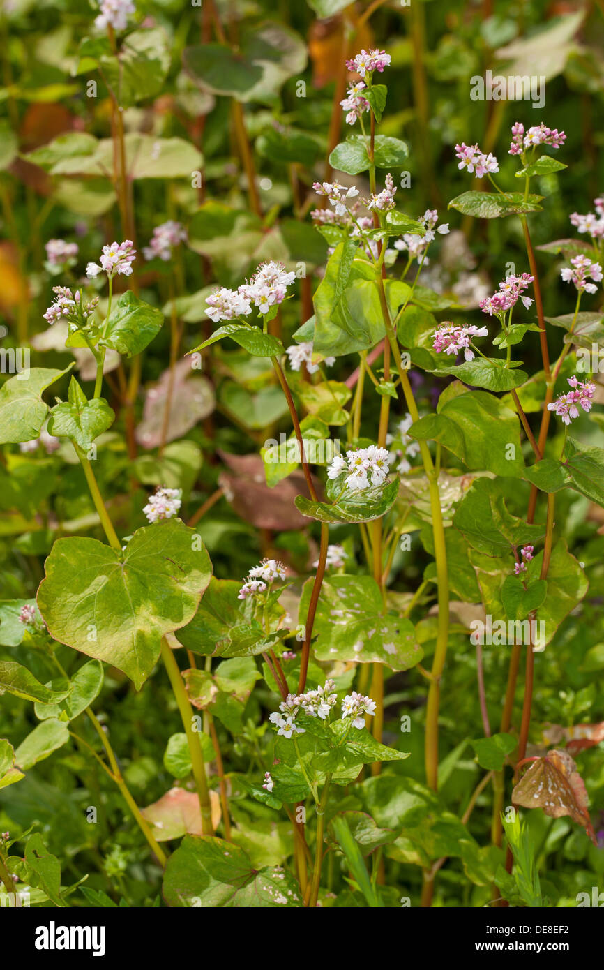 Buchweizen, Echter Buchweizen, Gemeiner Buchweizen Fagopyrum esculentum Stockfoto