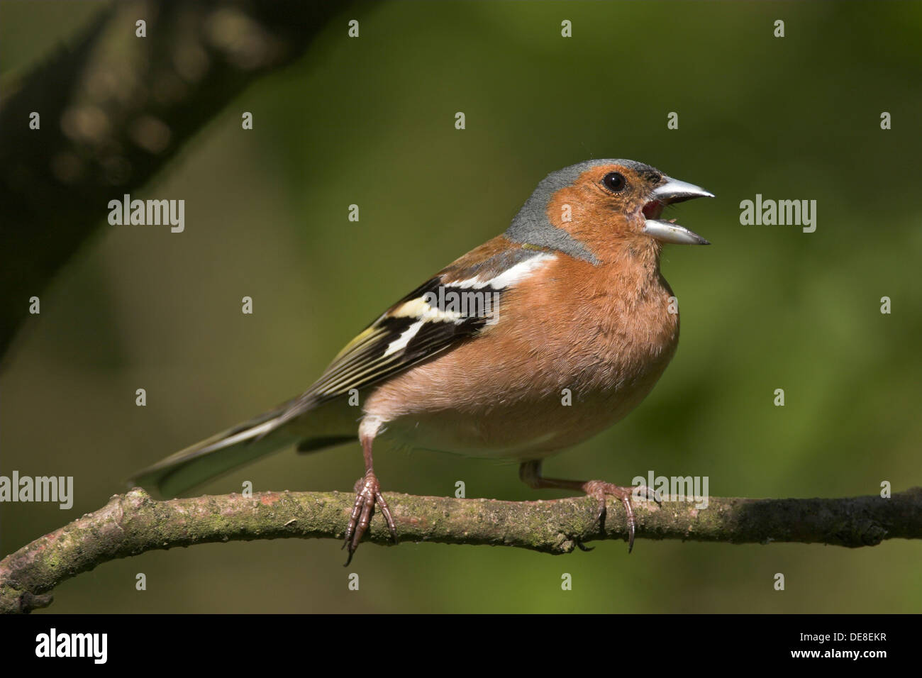Buchfink, Männlich, Buchfink, Buch-Fink, Singendes Männchen, Fringilla Coelebs Stockfoto