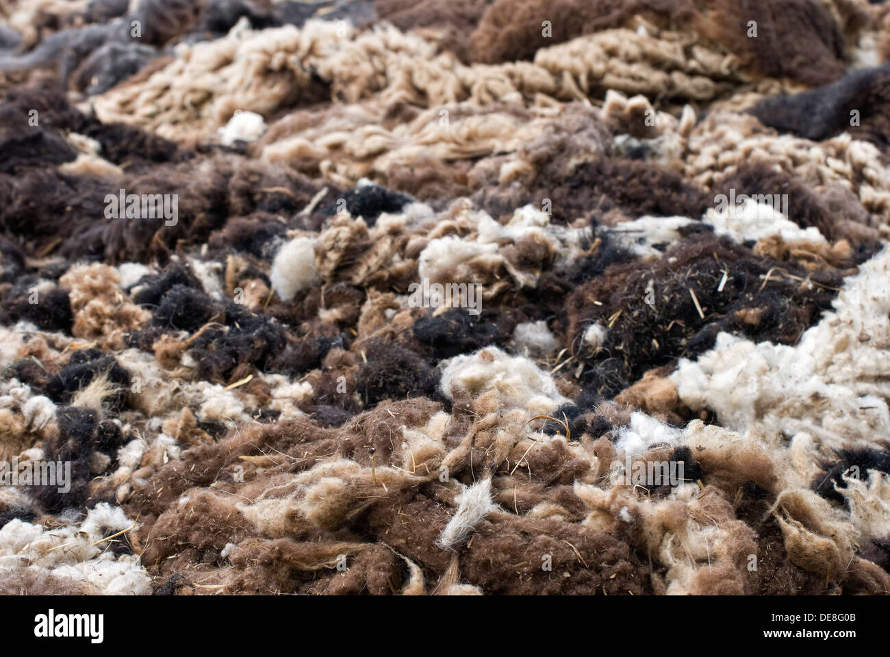 Haufen von Schafwolle geschoren Stockfoto