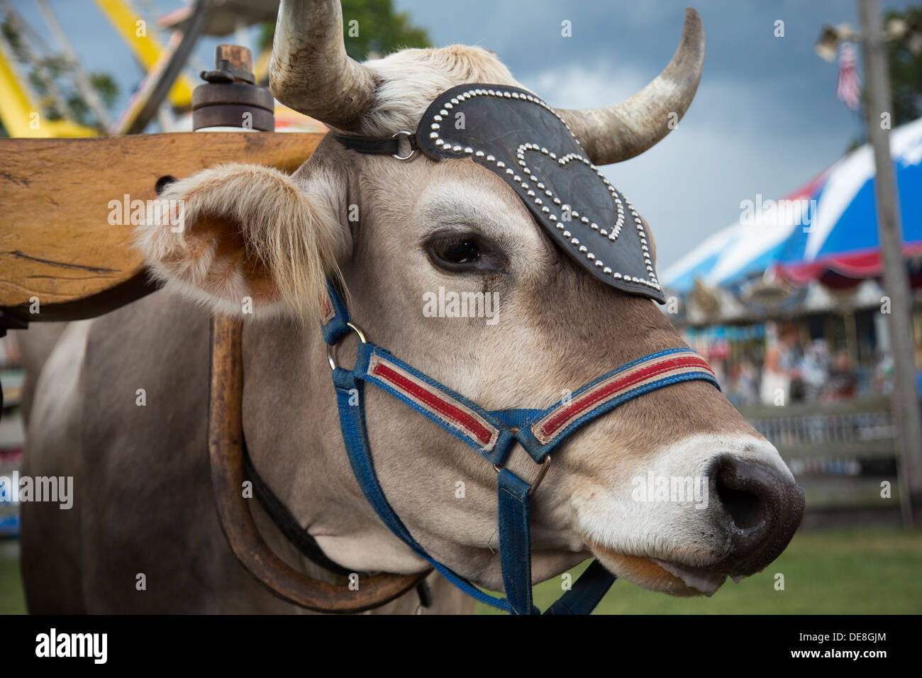 Chatham, New York - eine Demonstration von Ochsen im Columbia County Fair. Stockfoto