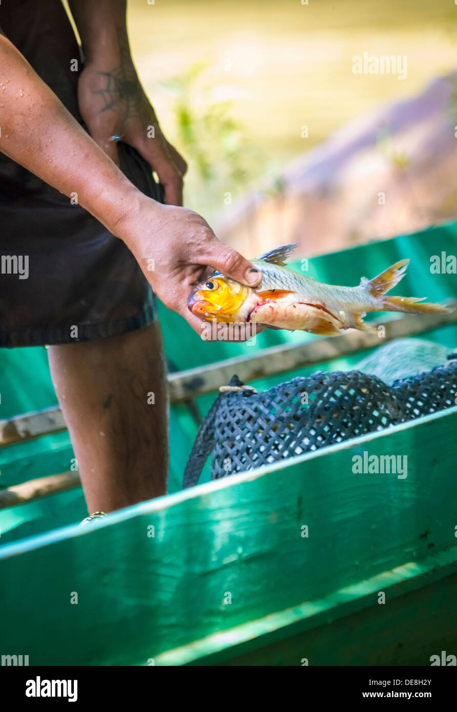 Malaysia, Sarawak, Fischer seinen Fang an Rajang Fluss zeigen Stockfoto