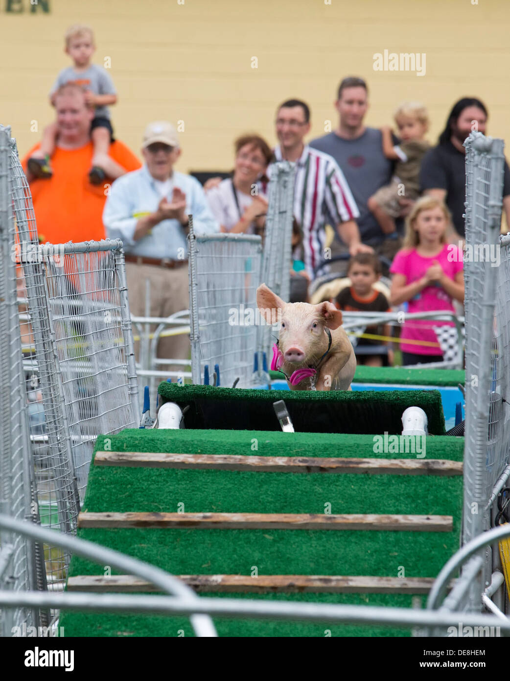 Chatham, New York - ein Schwein entsteigt ein Wasserhindernis während der Sue Wee Schweinerennen im Columbia County Fair. Stockfoto