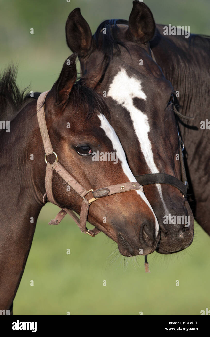 Görlsdorf, Deutschland, Stute und ihr Fohlen miteinander kuscheln Stockfoto