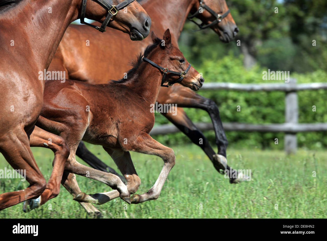 Görlsdorf, Deutschland, Stuten und Fohlen auf der Weide galoppieren Stockfoto