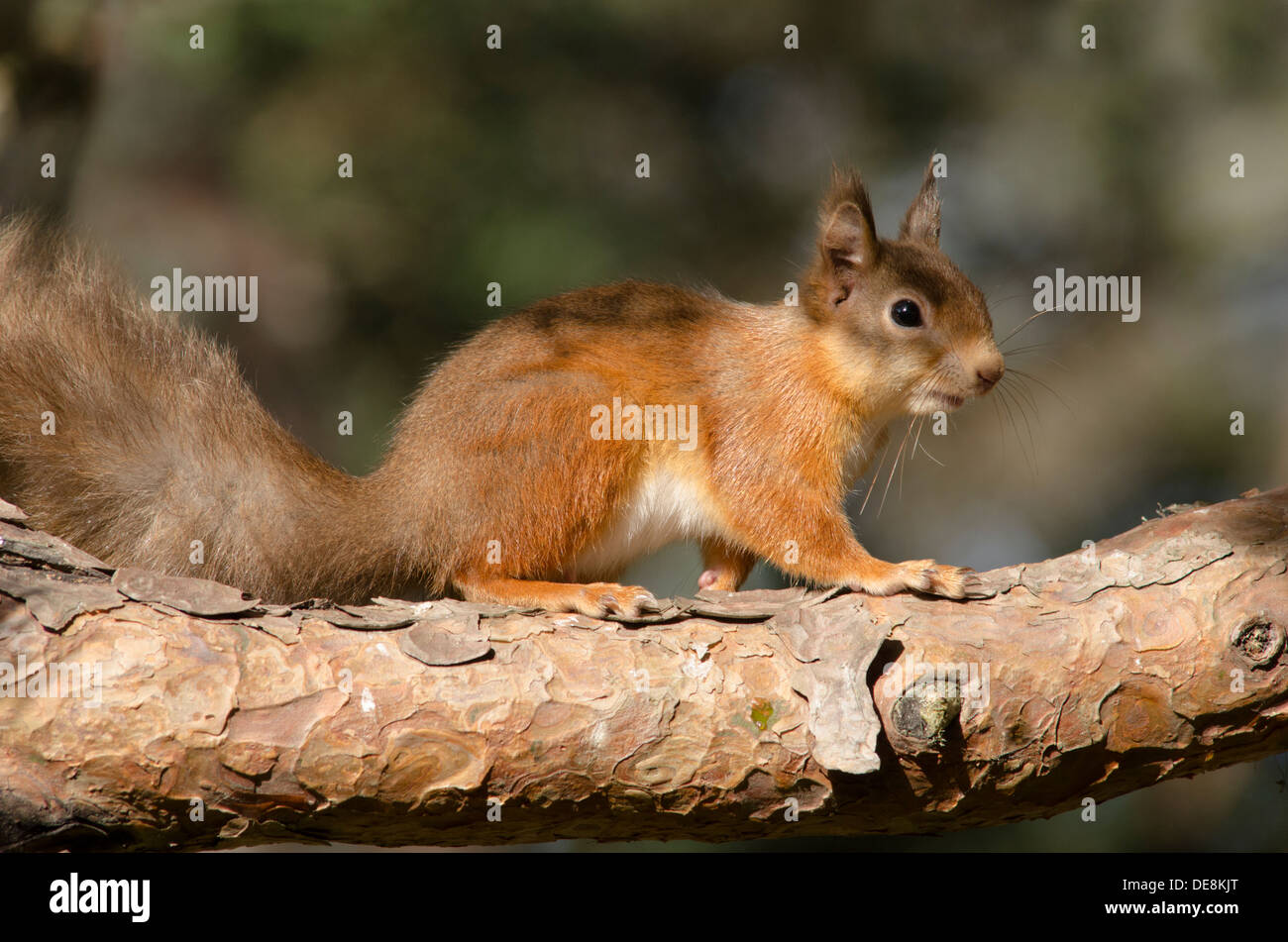 Eichhörnchen auf Ast Stockfoto