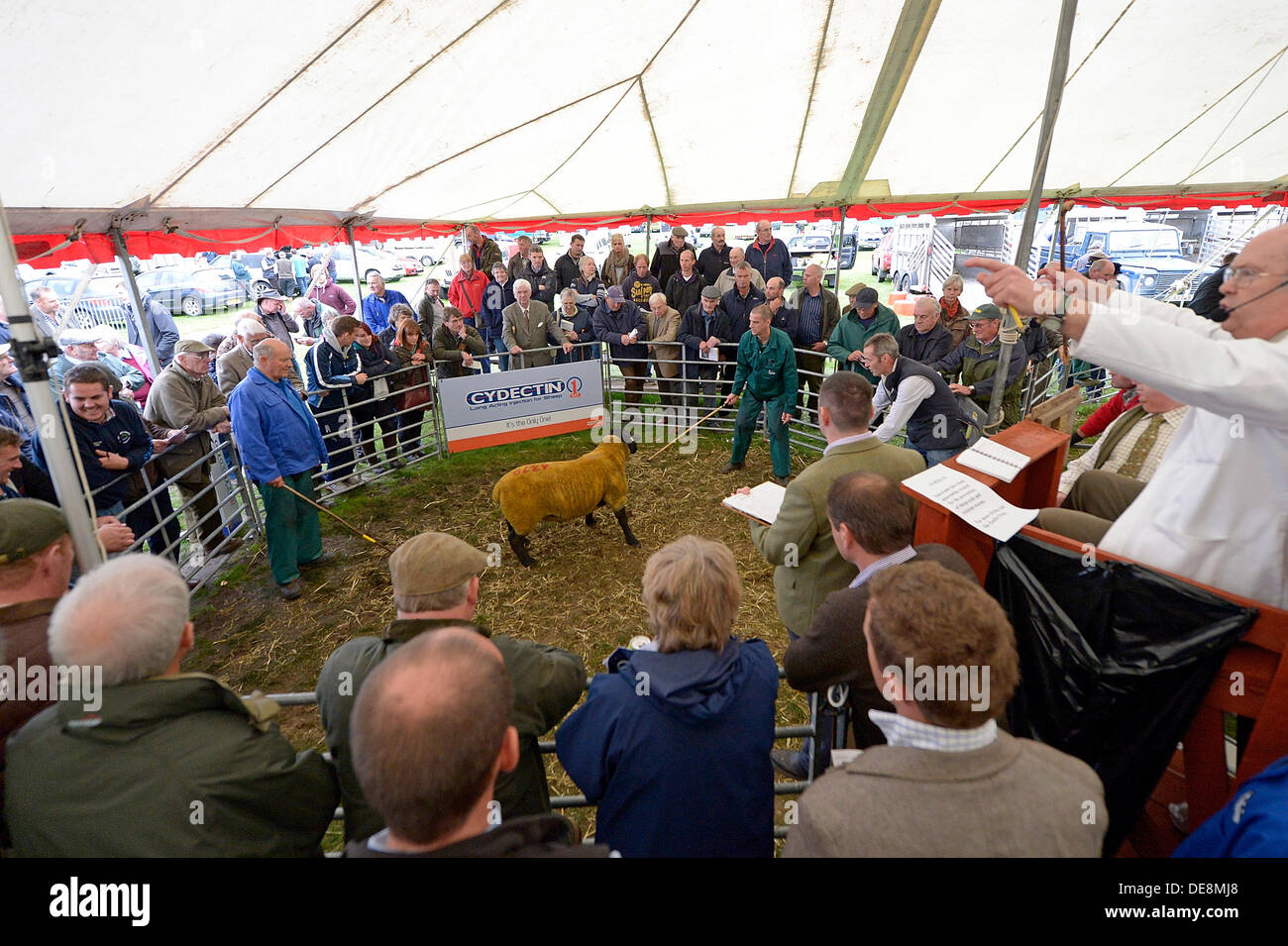 KELSO, Schottland, Großbritannien. 13. September 2013. Grenze Union Agricultural Society, The Cydectin Kelso Ram Umsatz 2013 ist den 175. Jahrestag der Ram-Verkäufe. 5107 Rams wurden zum Verkauf mit 9 Auktionatoren eingegeben. John Verkauf & Söhne Auktionator Billy Stott Verkauf im Laufe des Nachmittags. Cydectin Kelso Ram Verkauf gilt heute der größte Tag Ram-Verkauf in der Welt zu werden.  (Bildnachweis: Rob Gray) Bildnachweis: Rob Gray/Alamy Live-Nachrichten Stockfoto