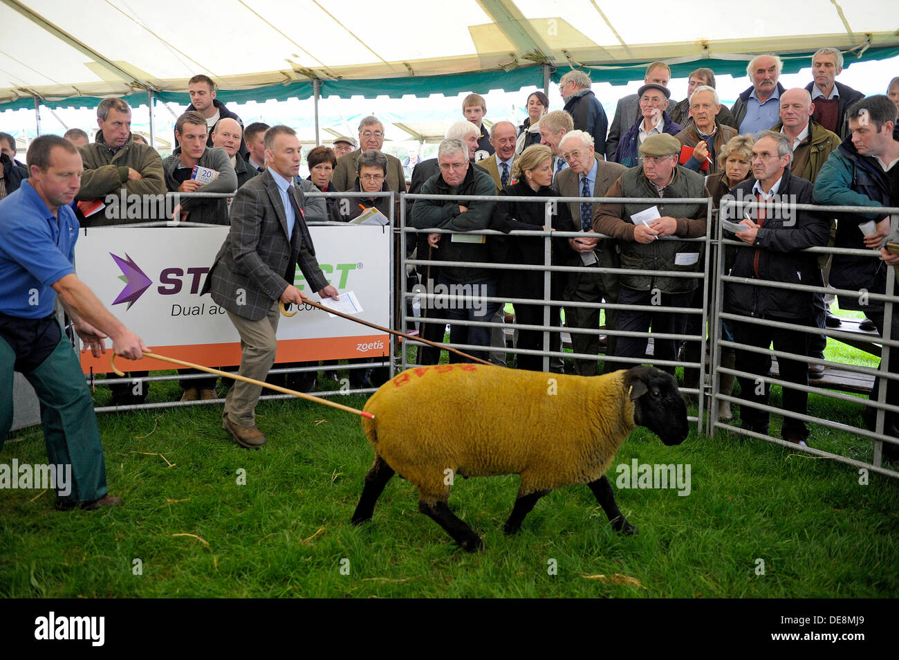 KELSO, Schottland, Großbritannien. 13. September 2013. Grenze Union Agricultural Society, The Cydectin Kelso Ram Umsatz 2013 ist den 175. Jahrestag der Ram-Verkäufe. 5107 Rams wurden zum Verkauf mit 9 Auktionatoren eingegeben. Als Käufer Zuschlag für ihre ausgewählten Aktie zu gewinnen gibt es eine riesige Summen auf dem Ausstellungsgelände. Cydectin Kelso Ram Verkauf gilt heute der größte Tag Ram-Verkauf in der Welt zu werden. HRH die Gräfin von Wessex plaudert mit Jimmy Jeffrey Kevin Stewart Vorsitzender des Ram Vertrieb verkauft seine Rams (Photo Credit: Rob Gray) Credit: Rob Gray/Alamy Live News Stockfoto