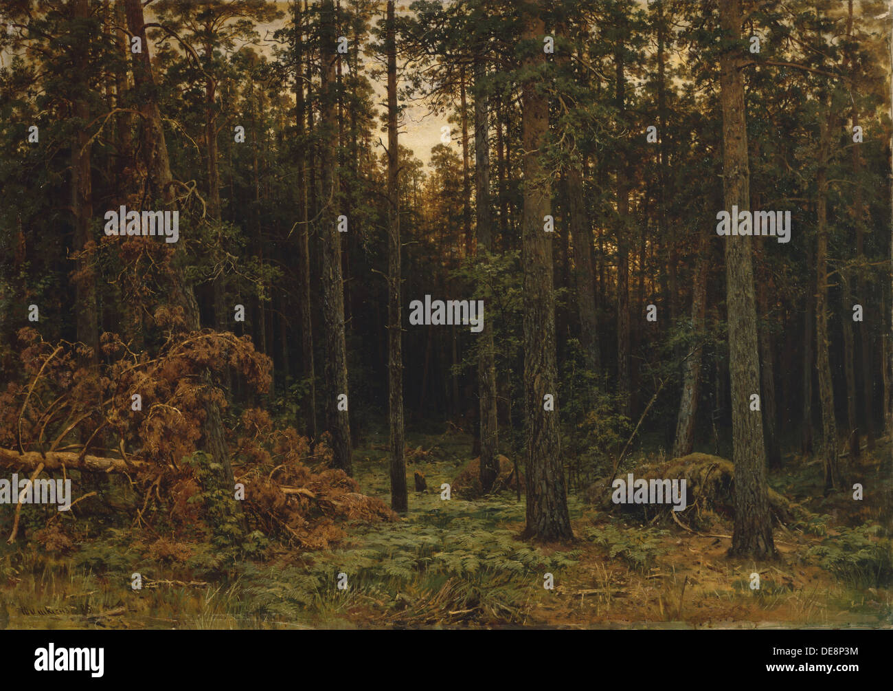 Pinienwald, 1885. Künstler: Shishkin, Ivan Ivanovich (1832-1898) Stockfoto