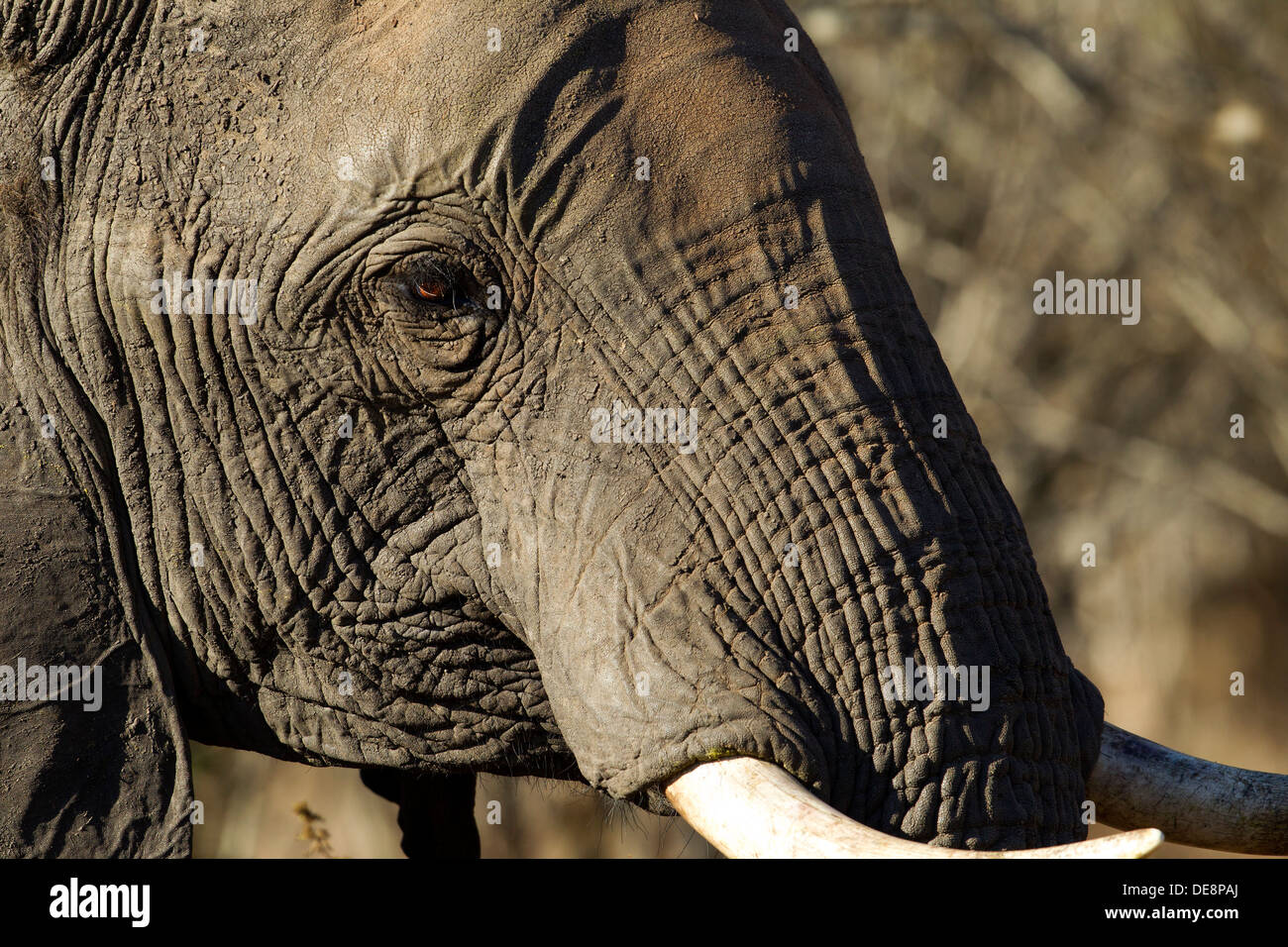 Afrikanischer Elefant, Krüger Nationalpark, Südafrika. Stockfoto