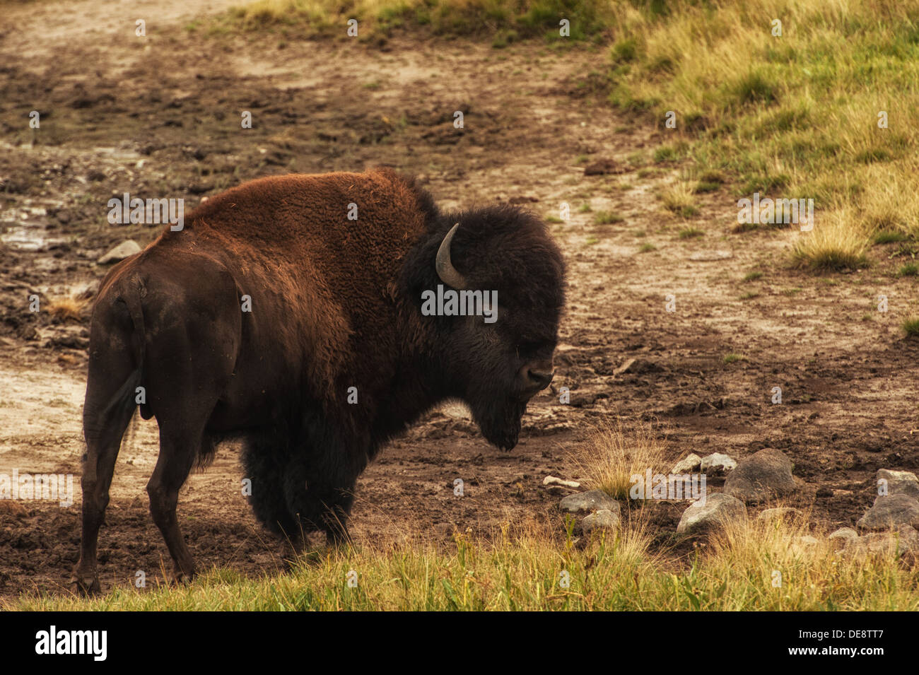 Foto von einem Bison Weiden auf Rasen in Hayden Valley, Yellowstone-Nationalpark. Stockfoto