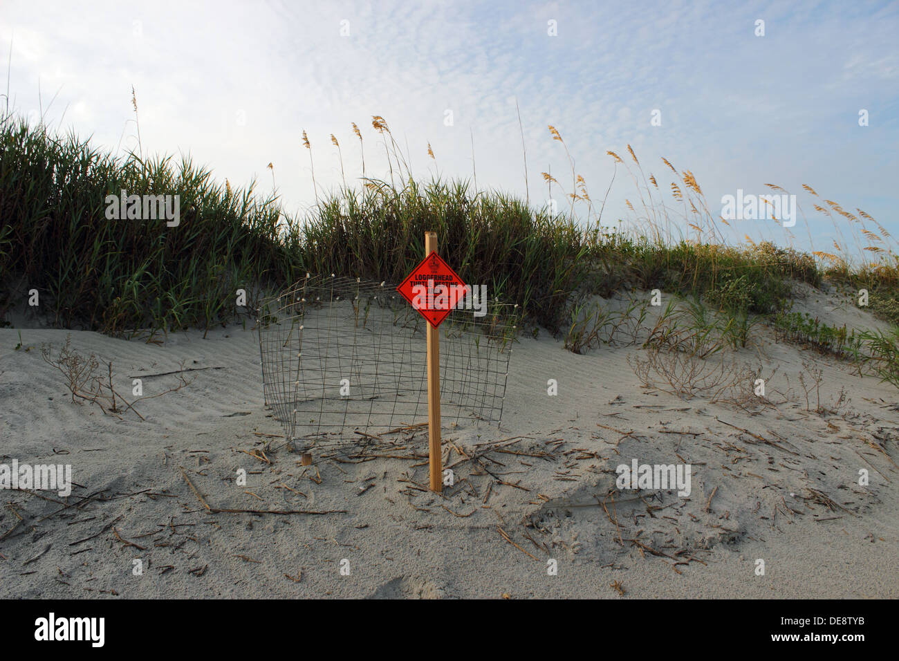 Eine unechte Karettschildkröte Nest ist an einem ruhigen Strand in South Carolina, USA geschützt. Stockfoto