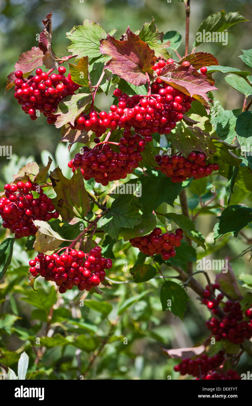 Wilde rote Johannisbeeren Busch Ribes rubrum Stockfoto