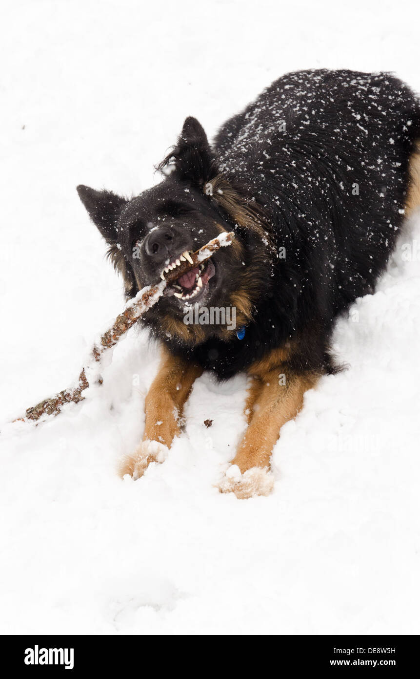 Molly, ein Langhaar Schäferhund, kaut auf einem Stick während der Verlegung in den Schnee. Stockfoto