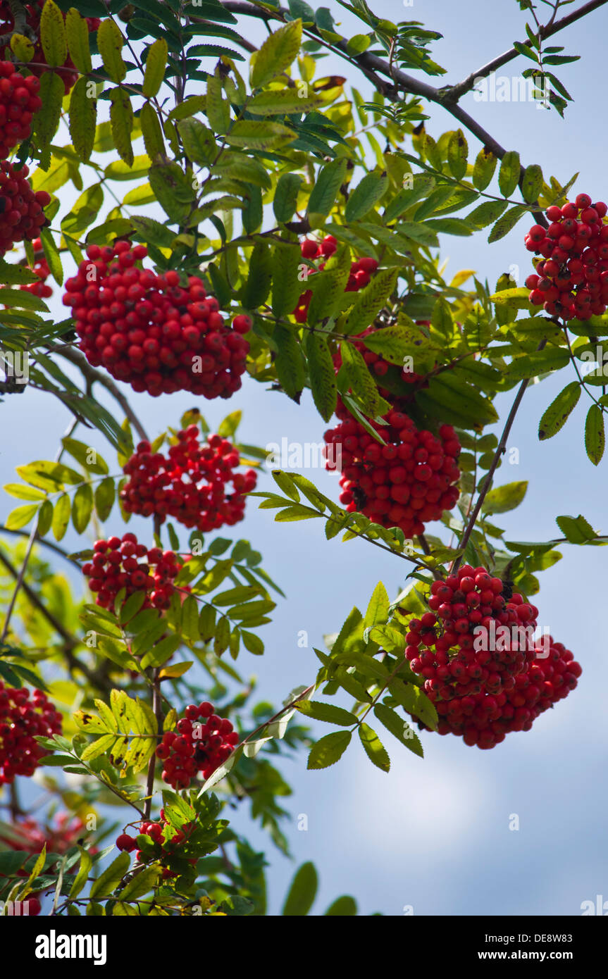 Rowan rote Beeren Sorbus Aucuparia Stockfoto