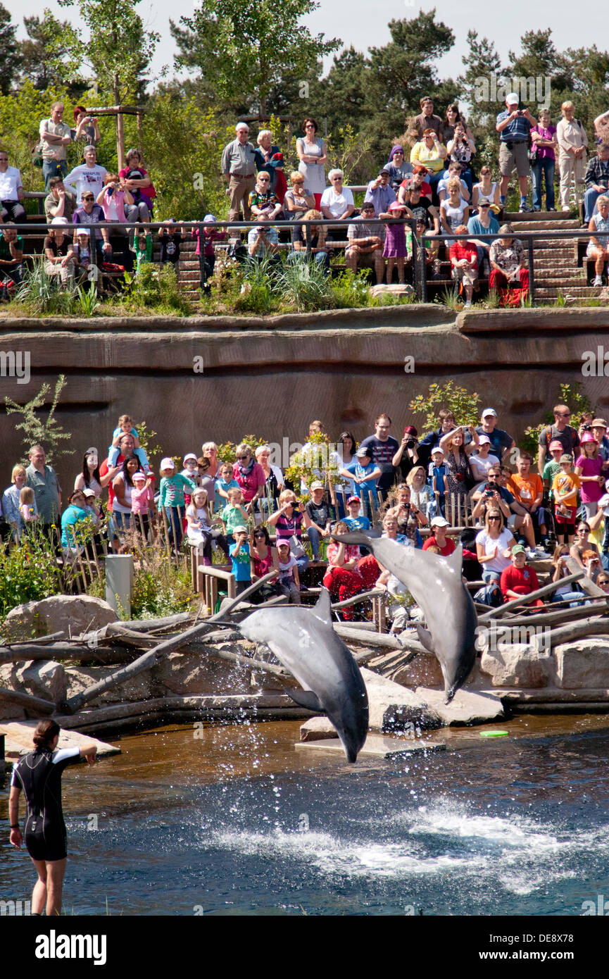 Nürnberg, Deutschland, Demonstration der neuen Delfinlagune im Zoo Nürnberg Stockfoto