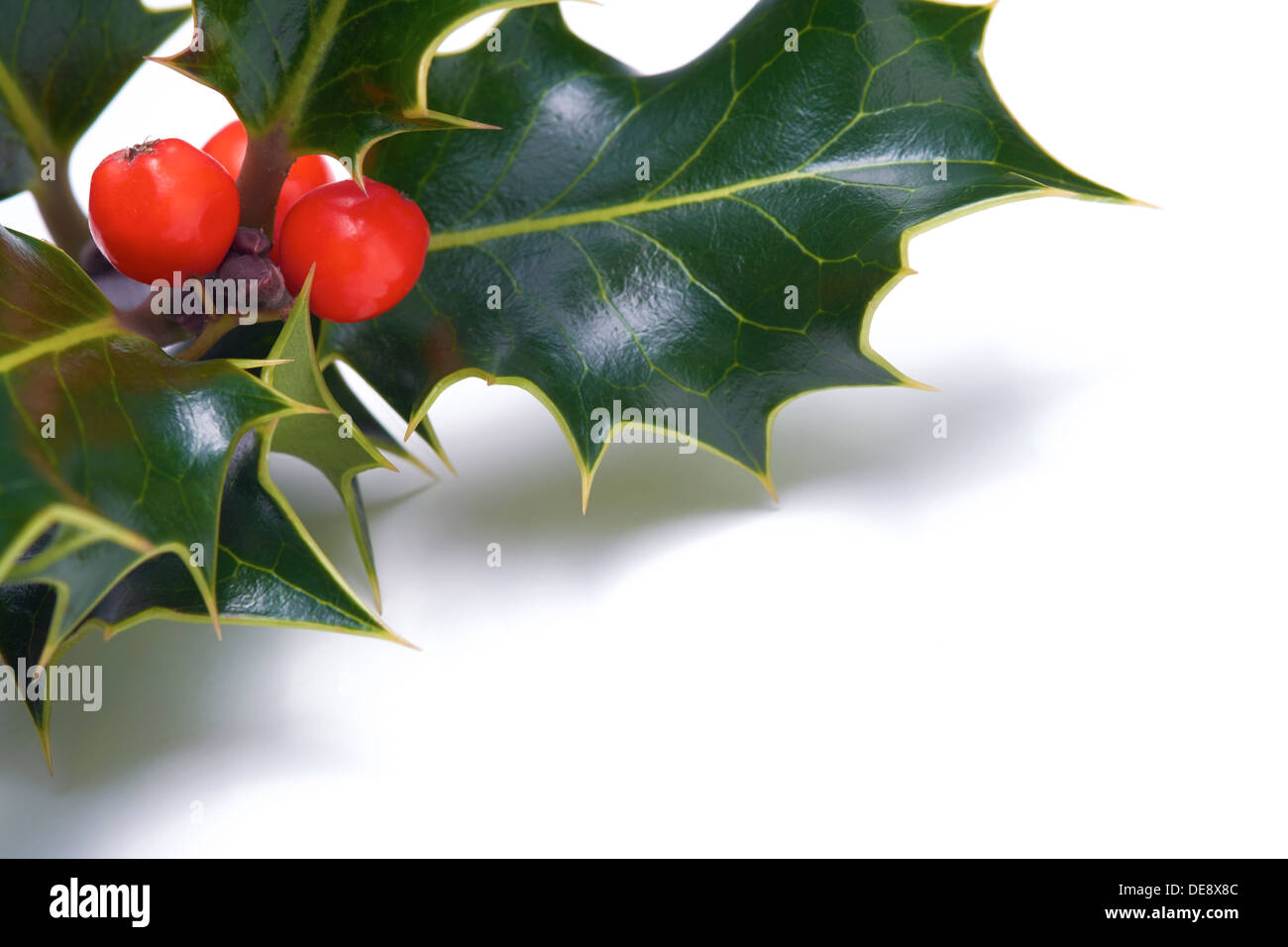 Ein Zweig der Christmas Holly auf weißem Hintergrund. Stockfoto