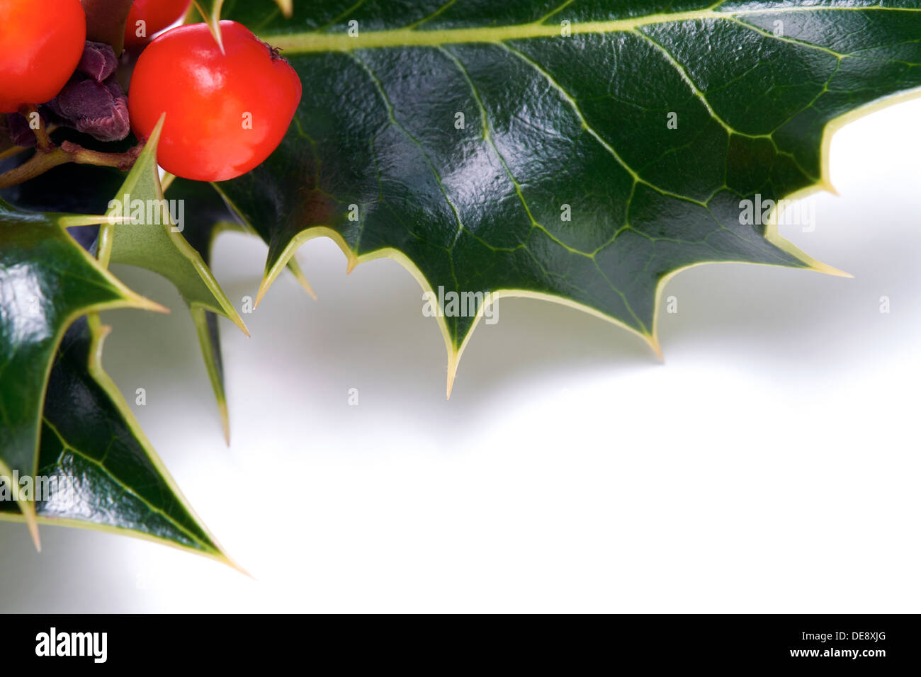 Ein Zweig der Christmas Holly auf weißem Hintergrund. Stockfoto