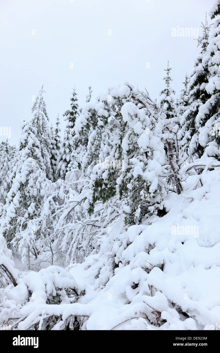 Winter und Schnee in Norwegen Stockfoto