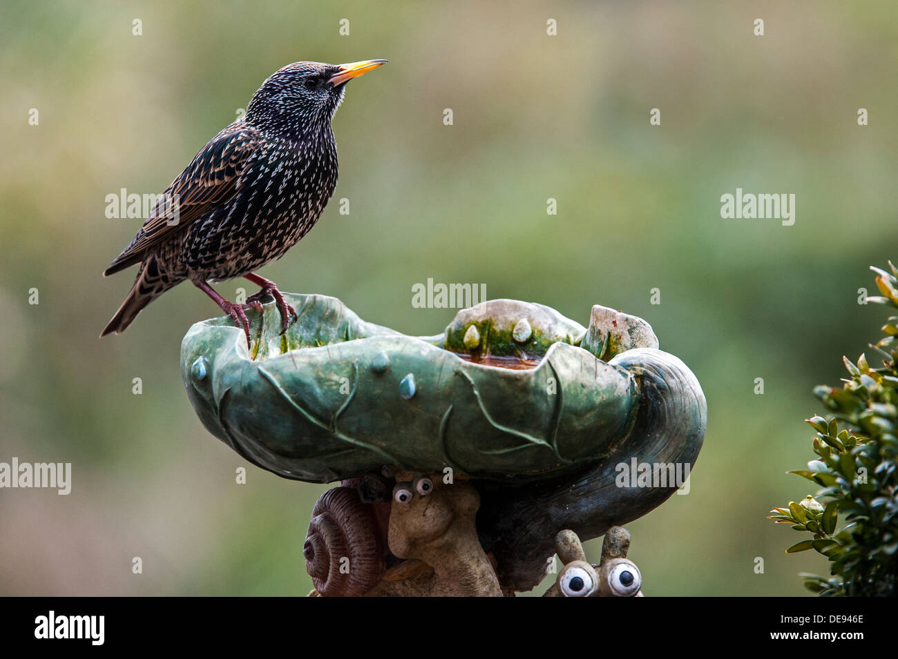Gemeinsamen Starling / Europäische Star (Sturnus Vulgaris) Trinkwasser aus Garten Vogeltränke / Vogelbad Stockfoto