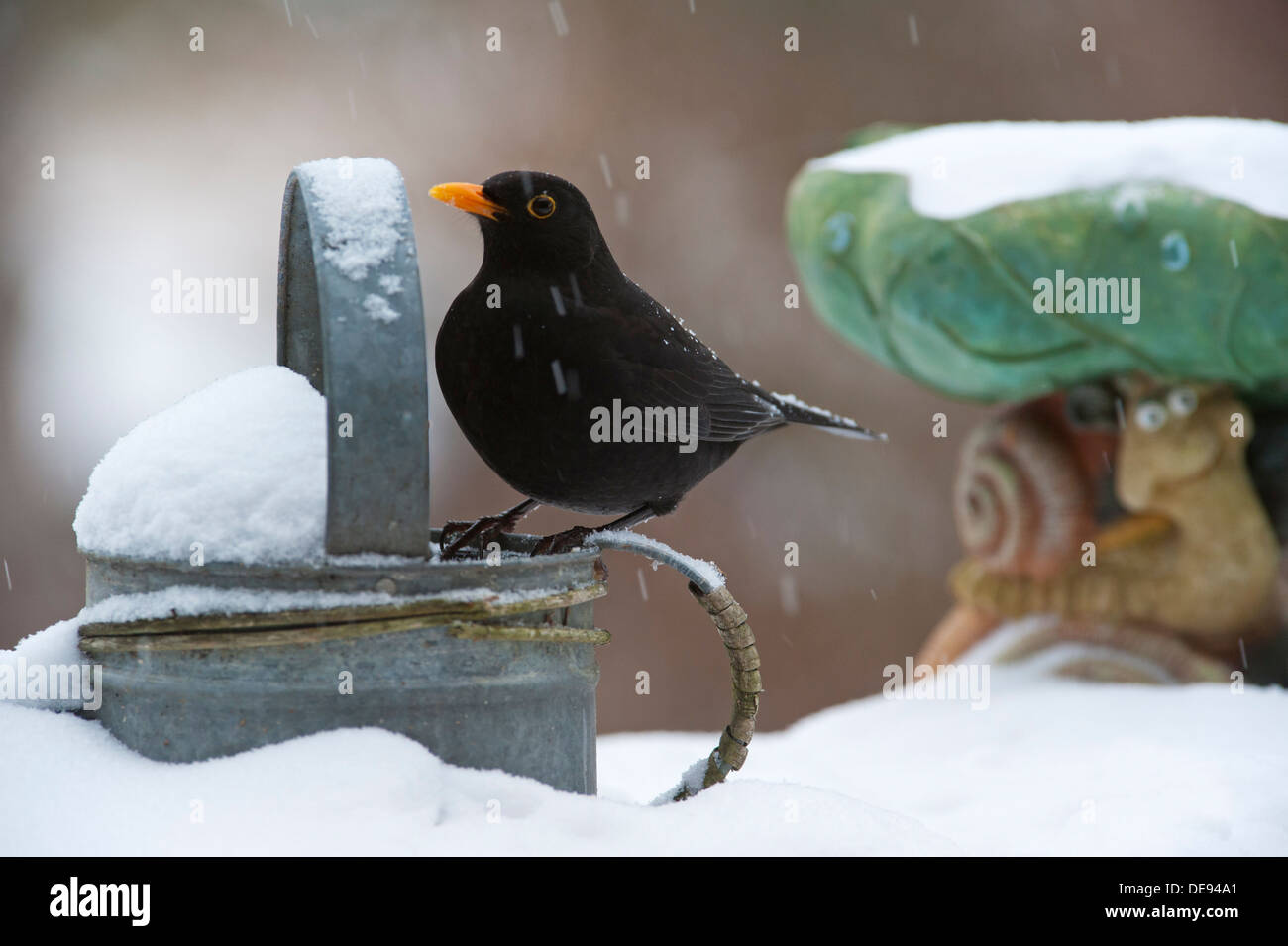 Amsel / eurasische Amsel (Turdus Merula) männlich thront auf Metall Gießkanne im Garten im Schnee im Winter Stockfoto