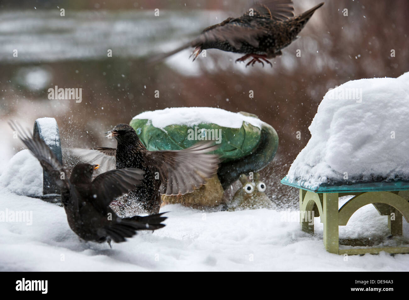 Star (Sturnus Vulgaris) kämpfen mit Amsel (Turdus Merula) im Garten Vogelhäuschen während der Schneedusche in winter Stockfoto