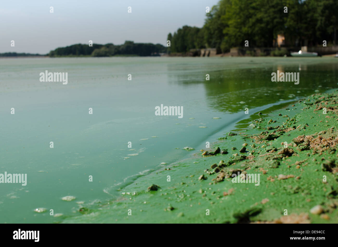 Schmutzig, grünen Strand Stockfoto