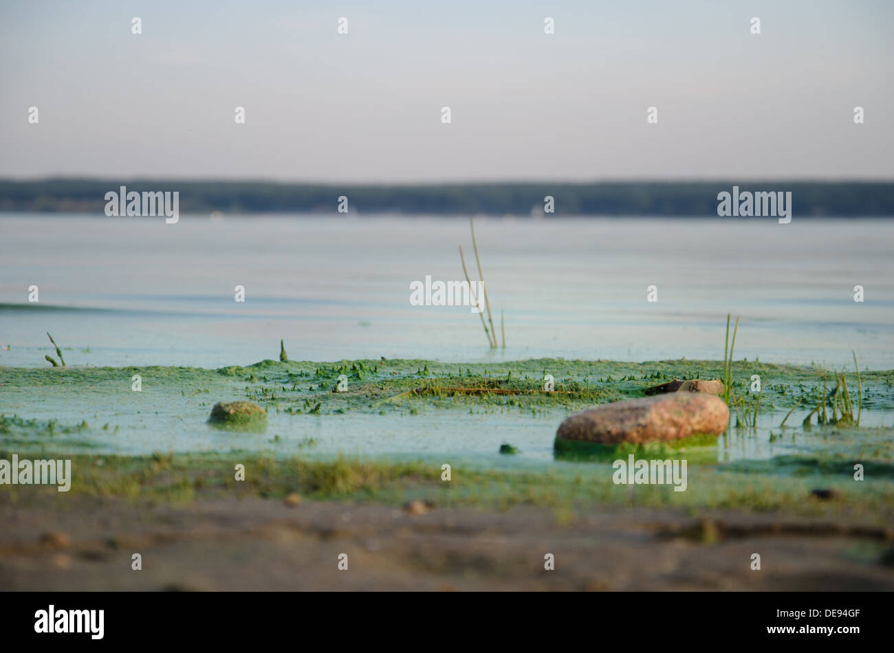 Schmutzig, grünen Strand Stockfoto