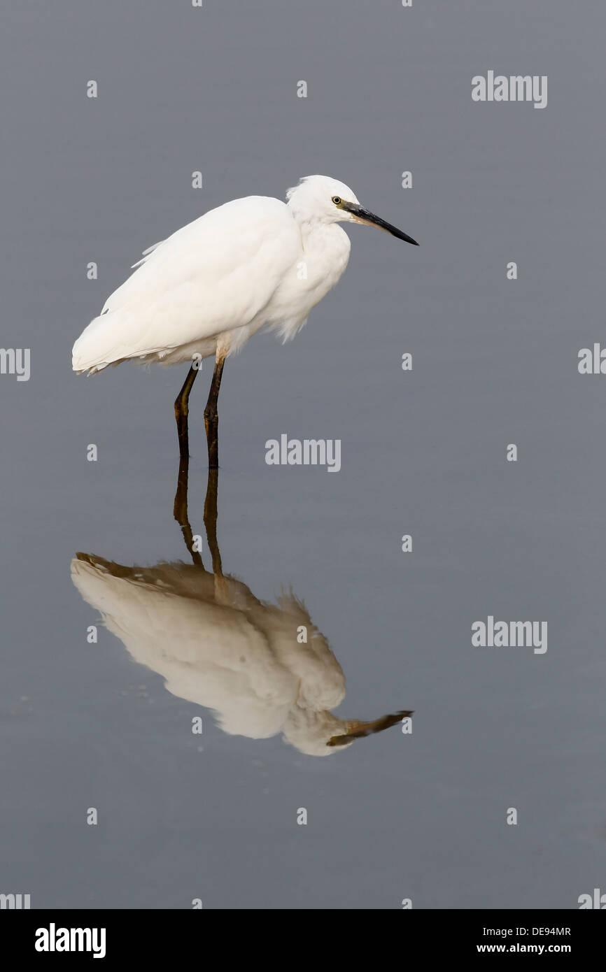 Kleiner Reiher, Egretta Garzetta, einziger Vogel im Wasser, Sussex, August 2013 Stockfoto