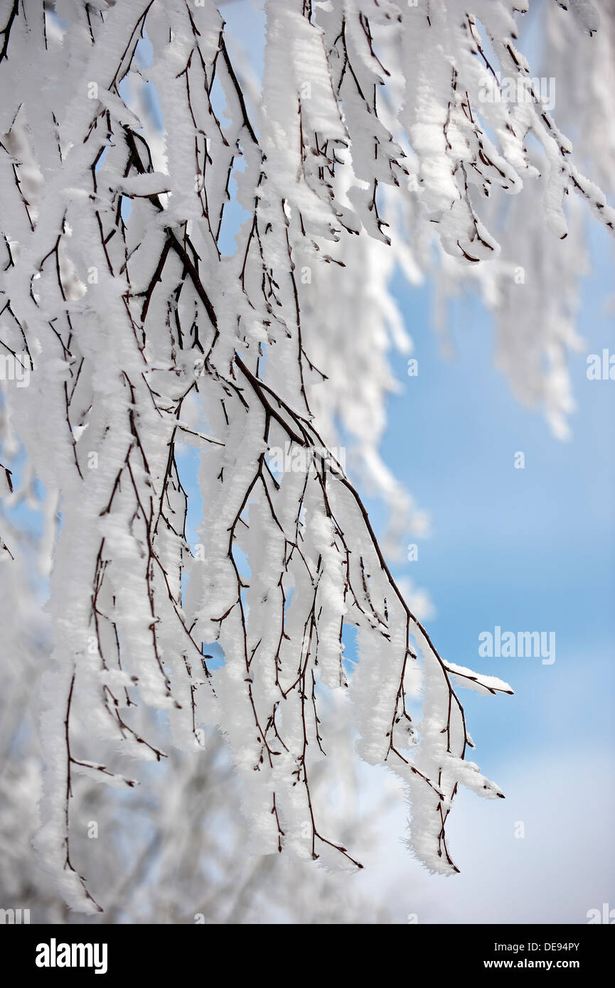 Zweige von breitblättrigen Baum in weißer Raureif bedeckt / Raureif und Schnee im Winter mit Eis Kristallbildung durch wind Stockfoto