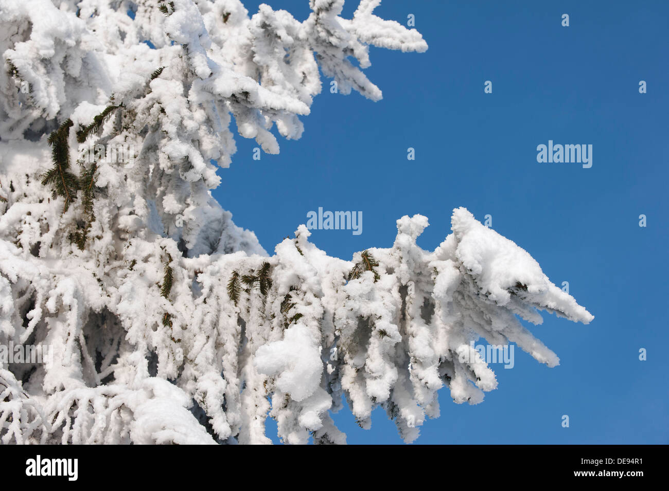 Zweige der Fichte in weißer Raureif bedeckt / Raureif und Schnee im Winter Stockfoto
