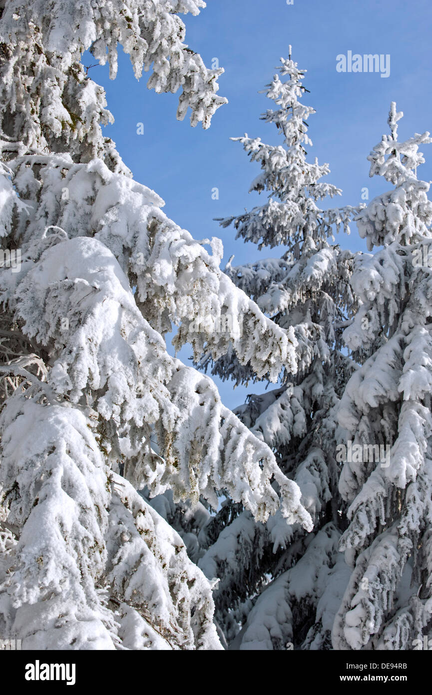 Äste der Fichten in weißer Raureif bedeckt / Raureif und Schnee im Winter Stockfoto