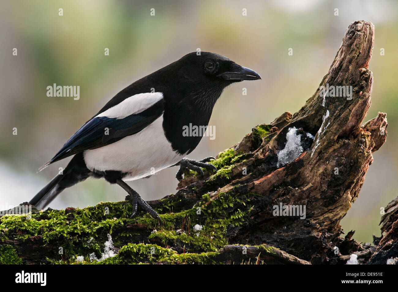 Eurasische Elster / Europäische Elster / gemeinsame Elster (Pica Pica) thront auf Baumstumpf Stockfoto