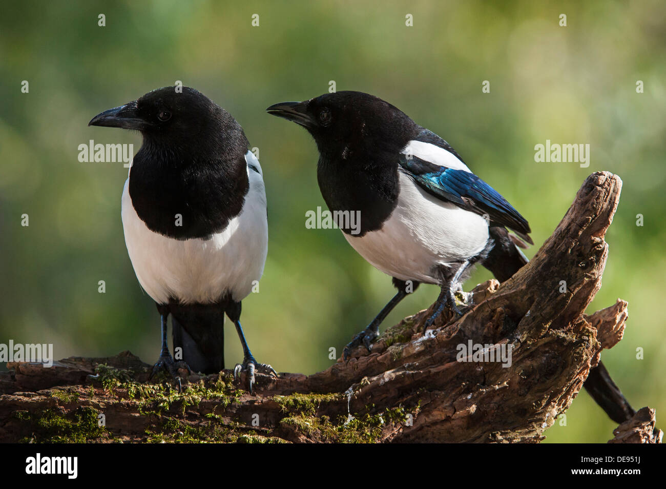 Eurasische Elster / europäischen Elstern / gemeinsame Elster (Pica Pica) paar thront auf Baumstumpf im Frühjahr Stockfoto